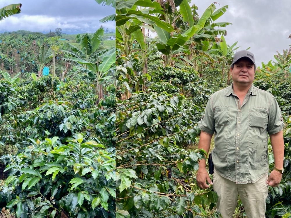 colombia decaf 2